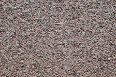 grey pigmented