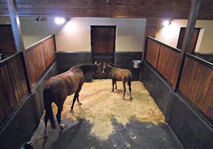 Stable Comfort Cushioned Stall Mat System